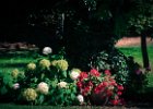 2016-08 DSC 9643 Noyon ok : Nikon, Nikon D5500, Noyon, Oise, campagne, countryside, feuille, feuilles, fleur, fleurs, flower, flowers, garden, jardin, leaf, leaves, nature, nikonpassion, nikonphotography